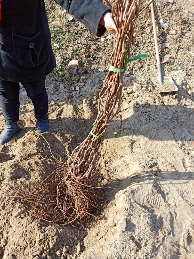 2公分葡萄苗，3公分葡萄苗，4公分葡萄苗