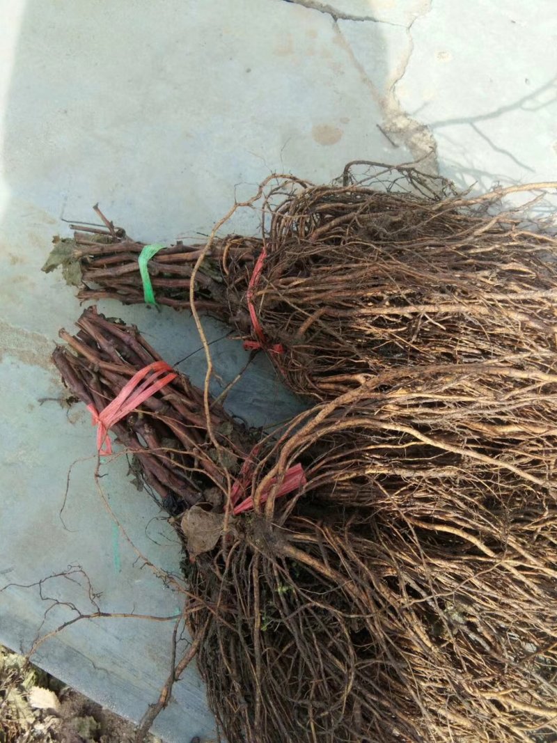 2公分葡萄苗，3公分葡萄苗，4公分葡萄苗