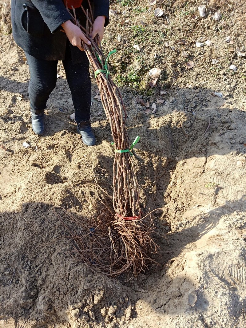 2公分葡萄苗，3公分葡萄苗，4公分葡萄苗
