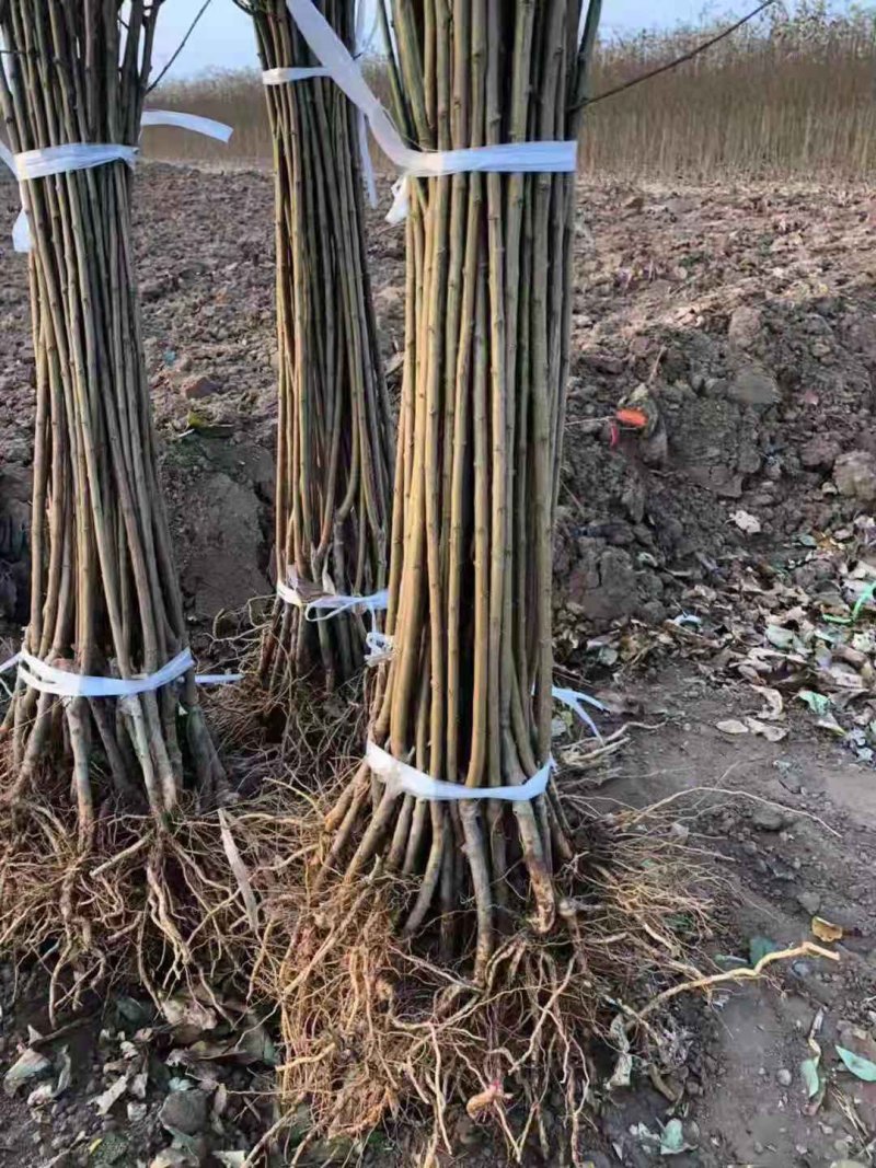 2公分李子苗，3公分李子苗，4公分李子苗
