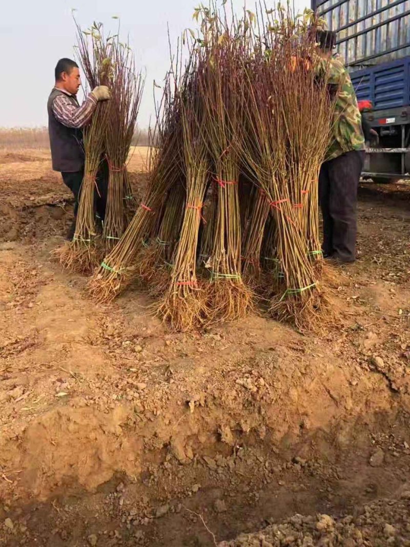 2公分李子苗，3公分李子苗，4公分李子苗