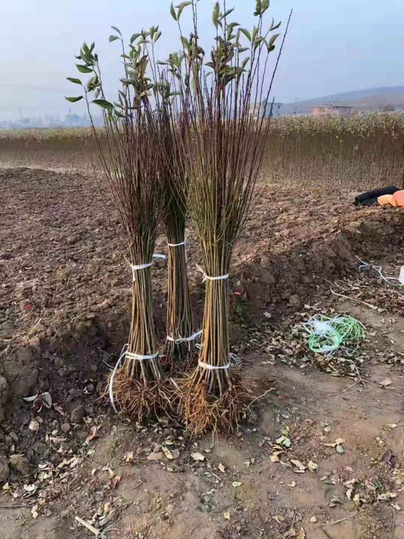 2公分李子苗，3公分李子苗，4公分李子苗