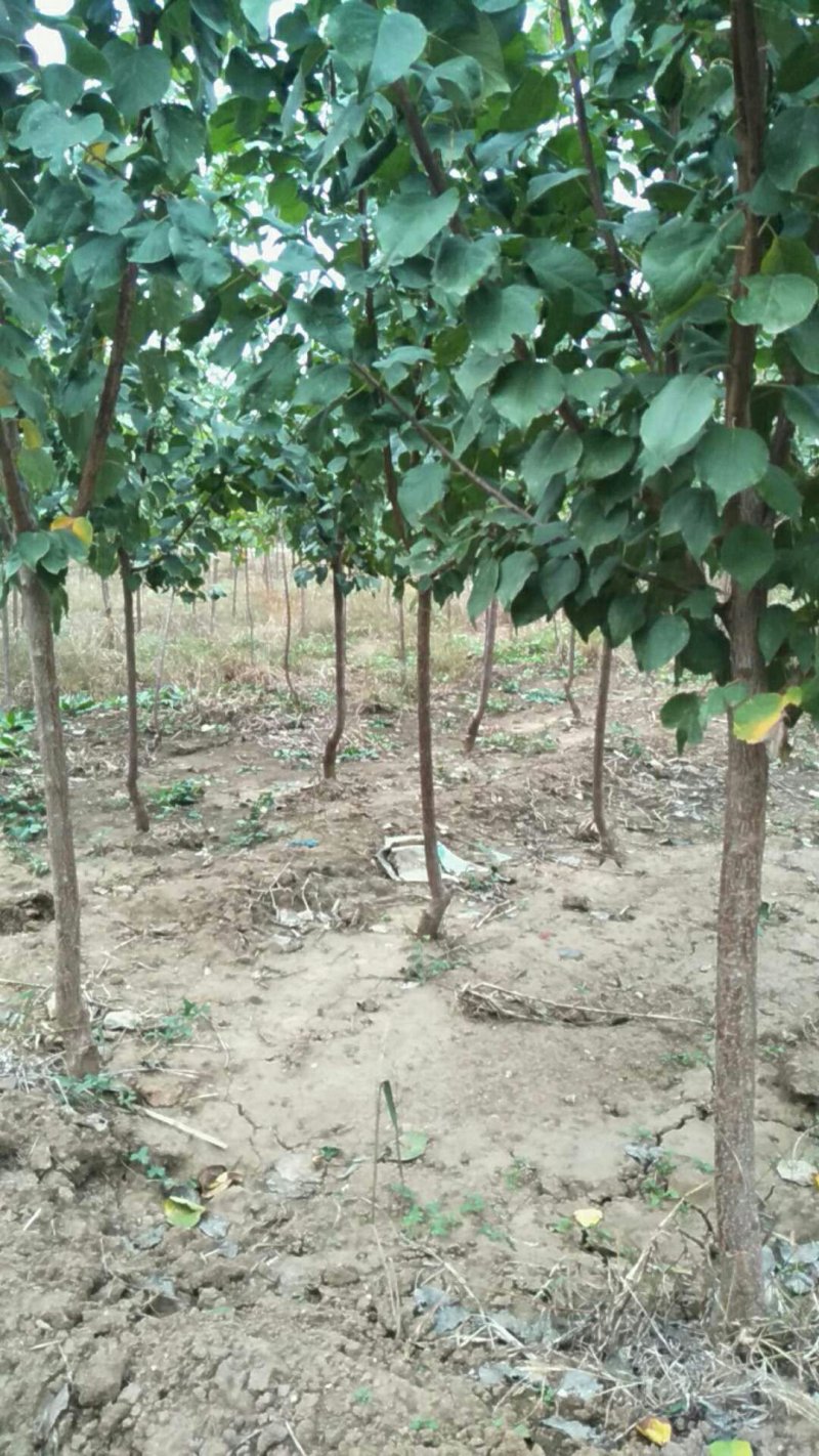 2公分杏树苗。3公分杏树苗，4公分杏树苗