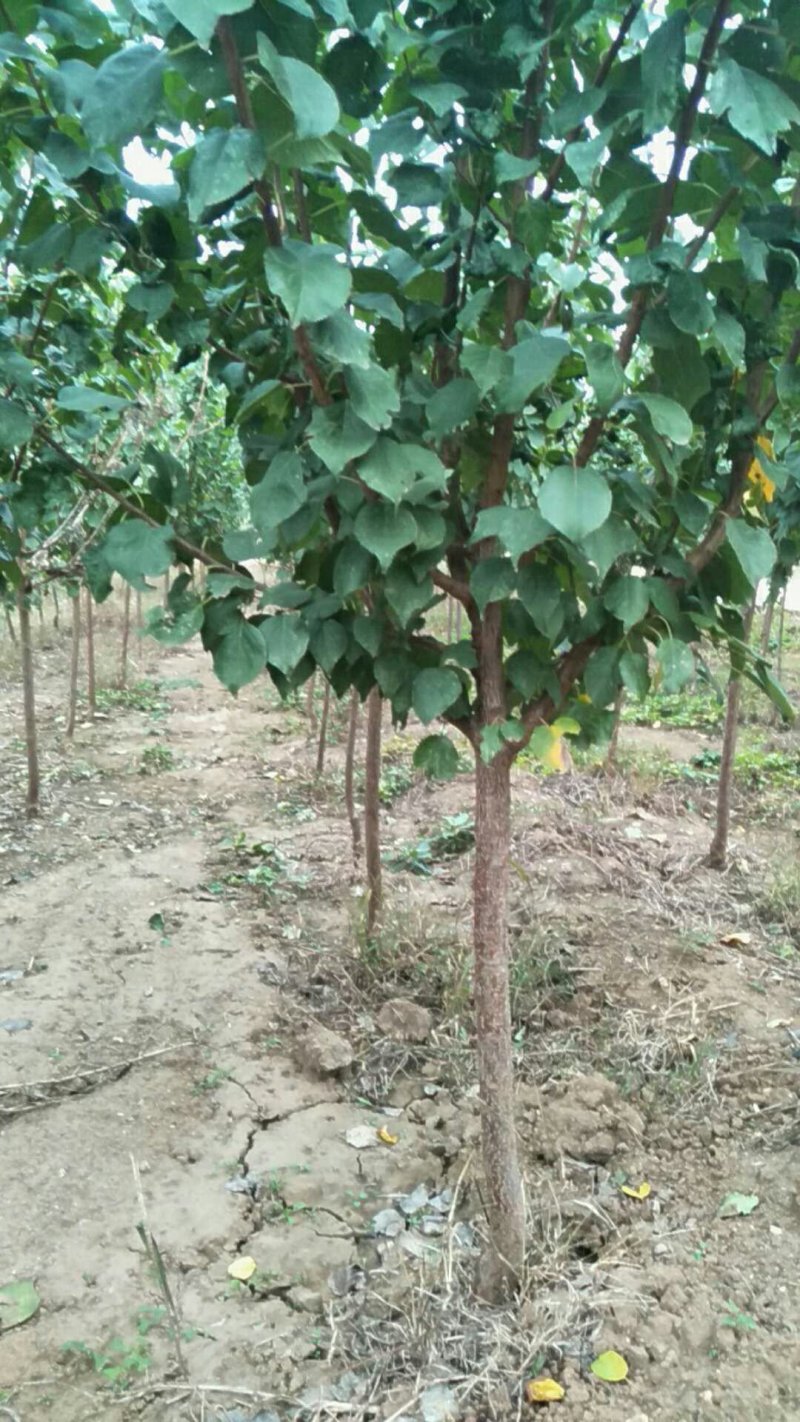 2公分杏树苗。3公分杏树苗，4公分杏树苗