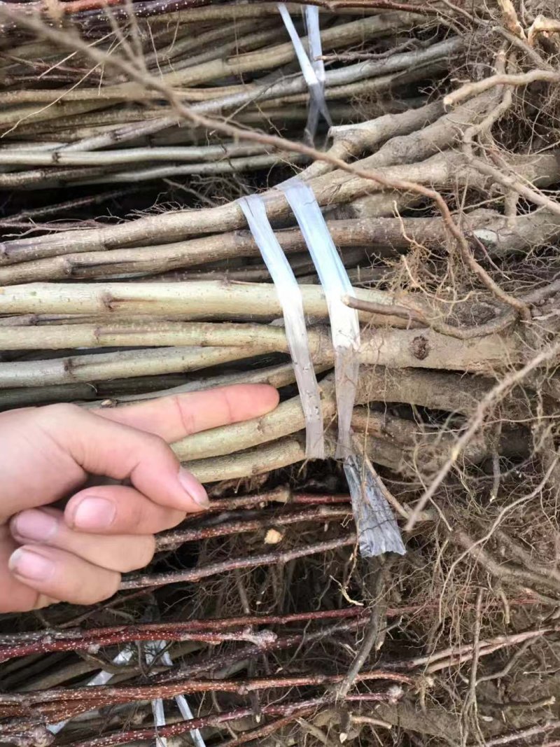 2公分山楂苗，3公分山楂苗，4公分山楂苗