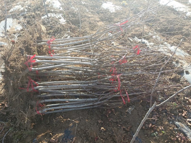2公分山楂苗，3公分山楂苗，4公分山楂苗