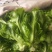 精品意大利生菜产地直供，按需分拣，提供任何包装