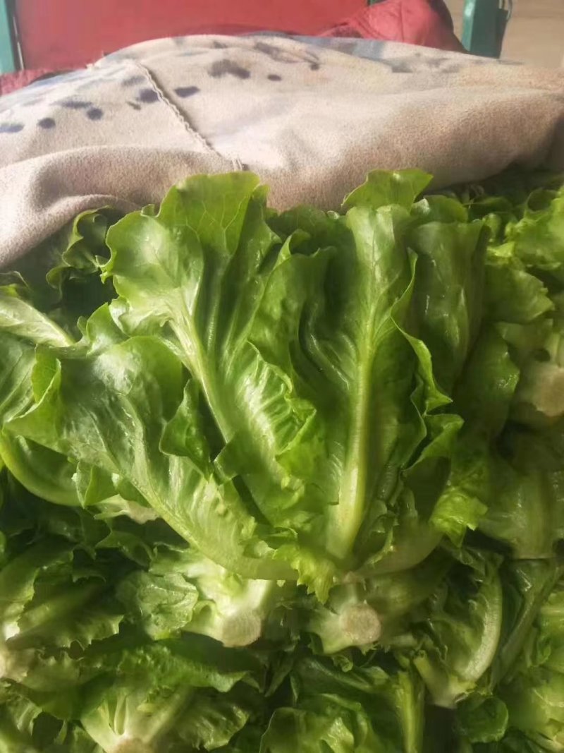 精品意大利生菜产地直供，按需分拣，提供任何包装