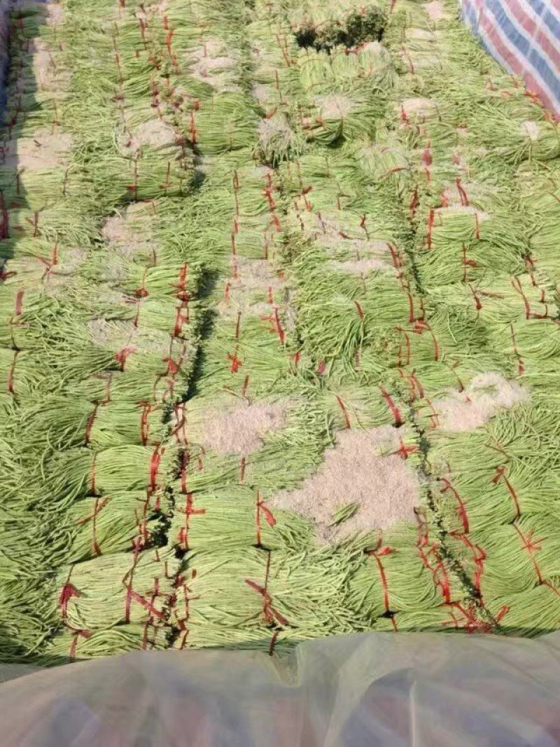 泡豆角