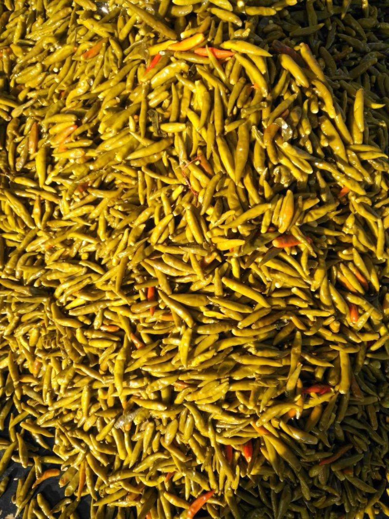 泡豆角