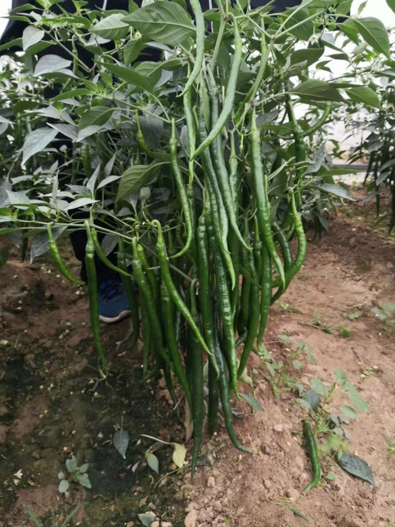 辣美丽辣椒种子1000粒/袋包邮线椒种子干鲜两用