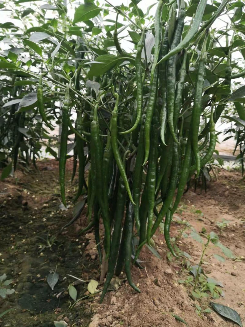 辣美丽辣椒种子1000粒/袋包邮线椒种子干鲜两用