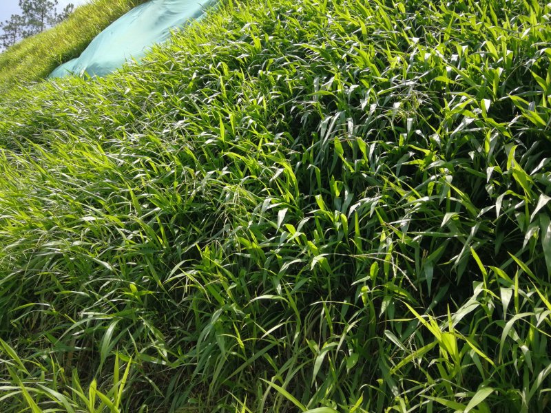 宽叶草，宽叶草雀碑，百喜草种子