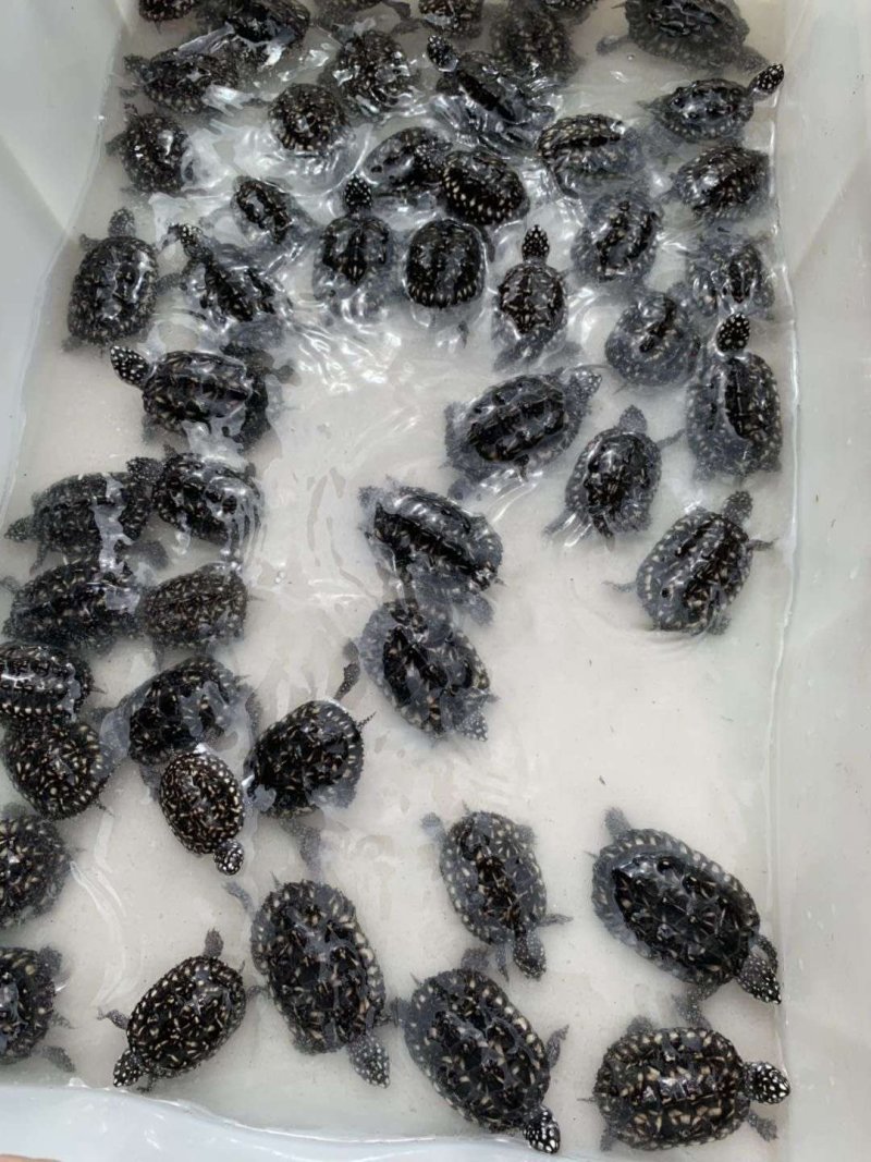 斑點龜