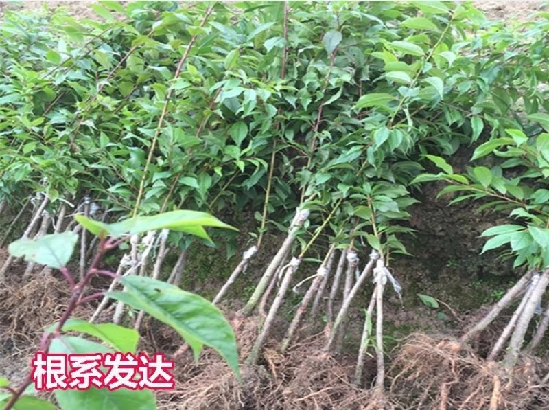 三华李树苗早熟三华李苗三月李苗晚熟三华李苗嫁接三