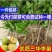 三华李树苗早熟三华李苗三月李苗晚熟三华李苗嫁接三