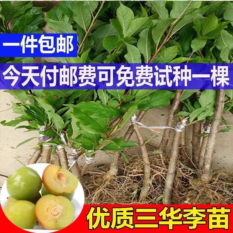 三华李树苗早熟三华李苗三月李苗晚熟三华李苗嫁接三