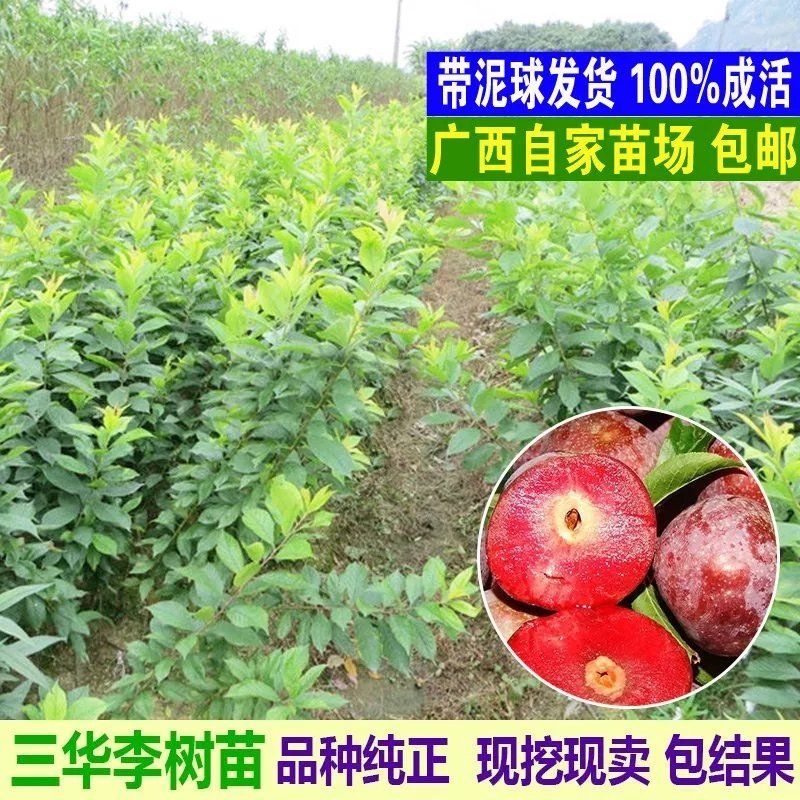 三华李树苗早熟三华李苗三月李苗晚熟三华李苗嫁接三