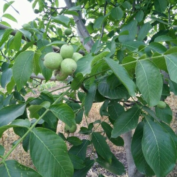 嫁接核桃苗