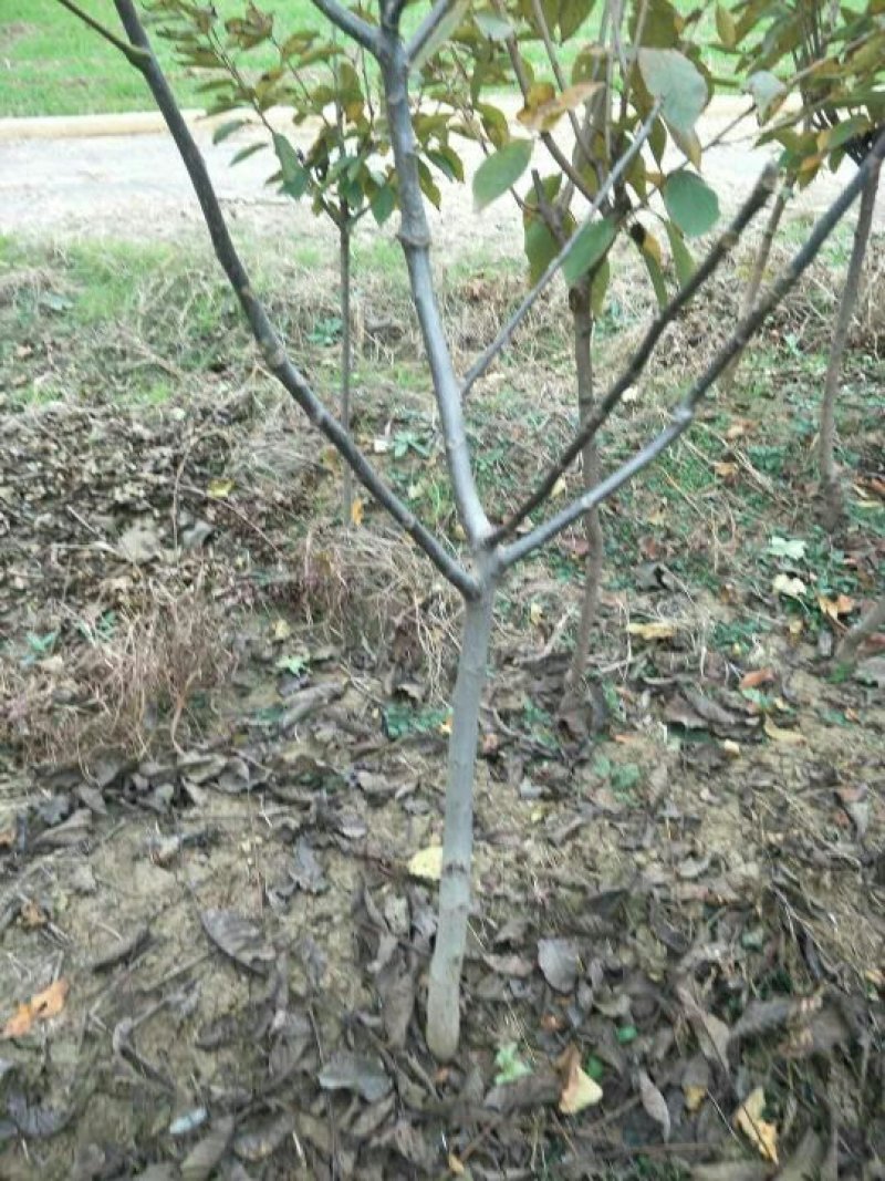 嫁接核桃苗
