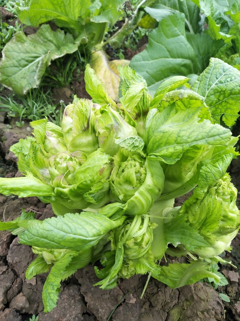 精品儿菜上市了