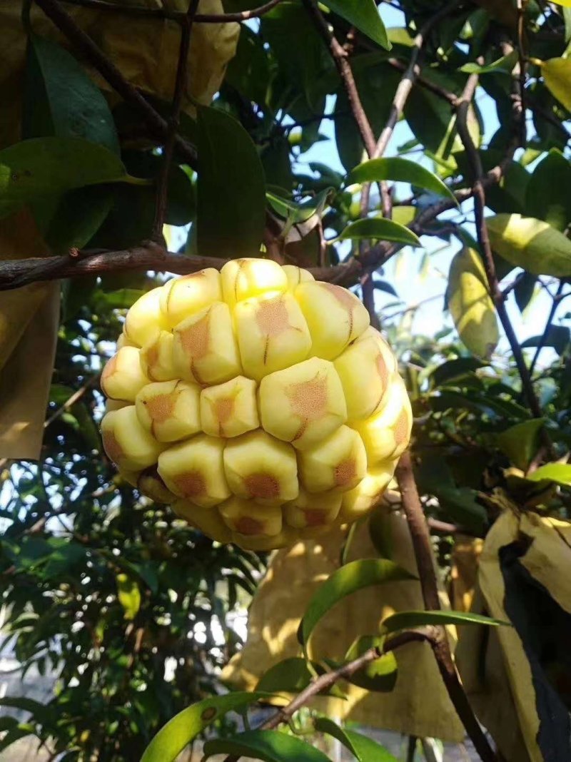 特色大血腾五味子水果黑老虎布福娜果苗观赏果树苗当年结果