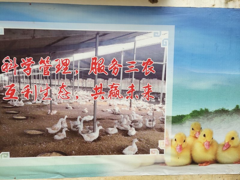 桂柳白鸭苗白鸭苗【货到付款\企业店铺认证放心苗】