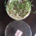 狼尾草，观赏狼尾草