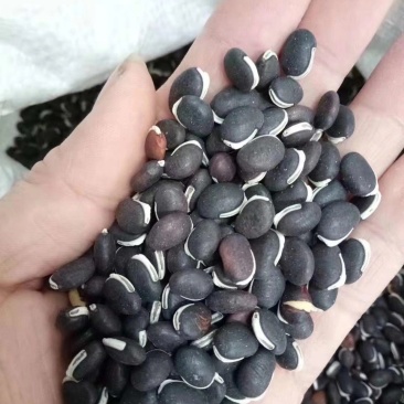 葛藤种子，爬藤种子