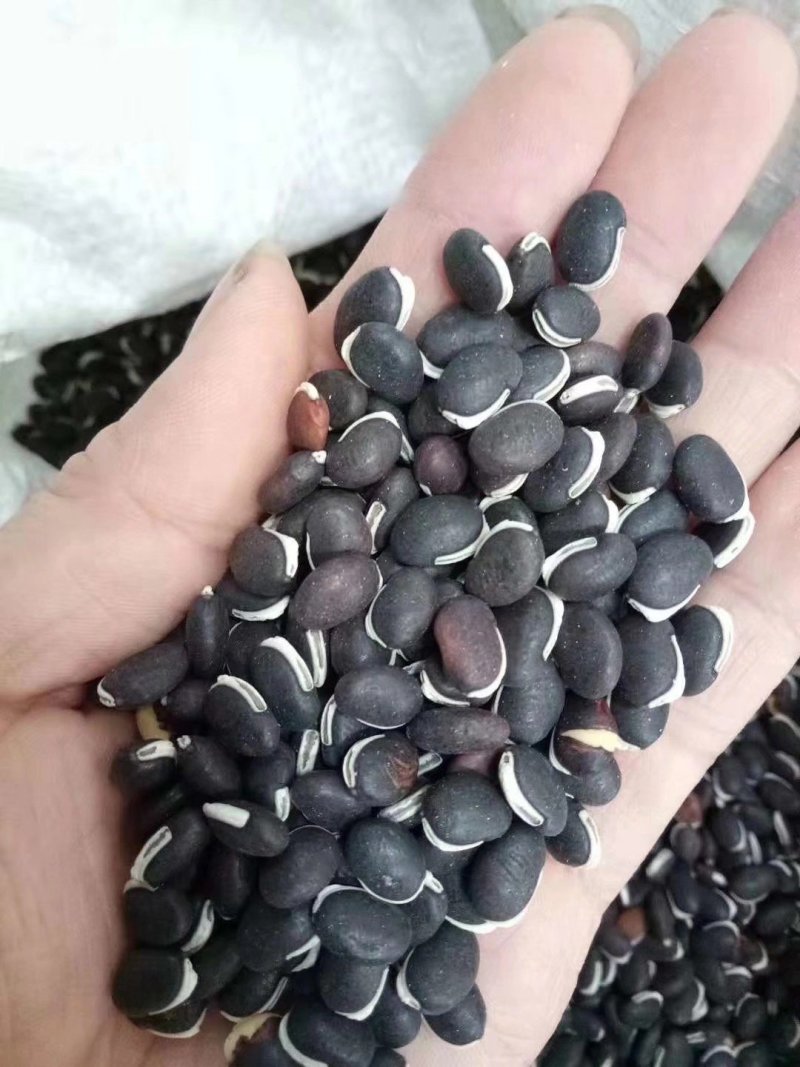 葛藤种子，爬藤种子