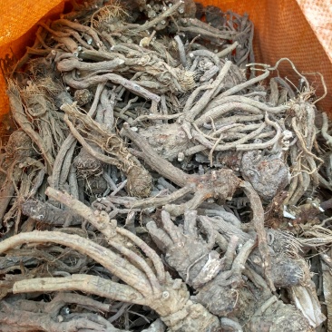 百花前胡