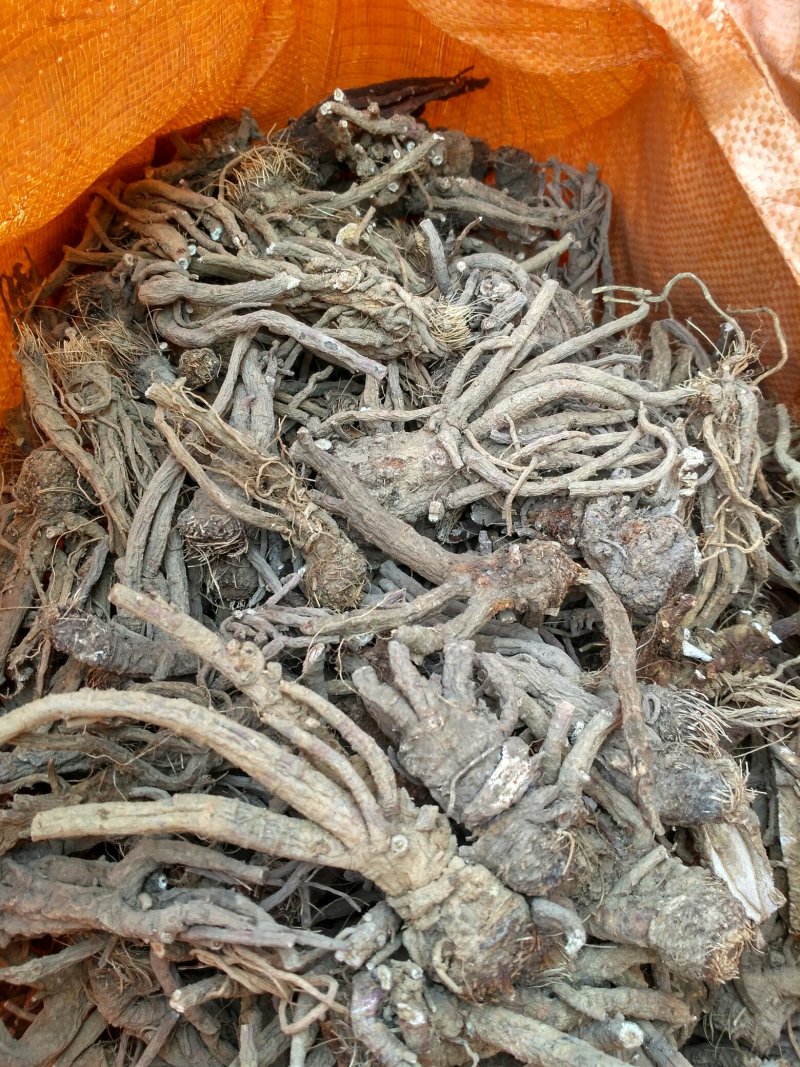 百花前胡