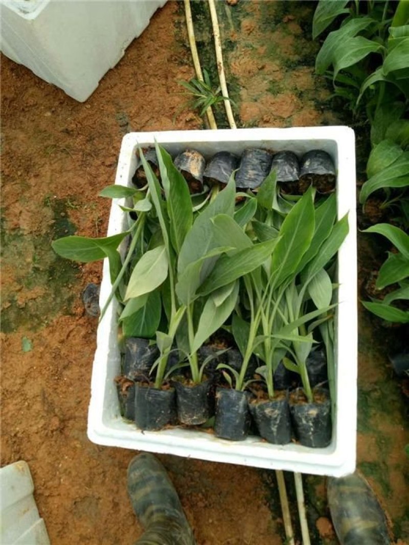 红香蕉树苗包邮粉蕉皇帝蕉红香蕉威廉斯B6矮化蕉芭
