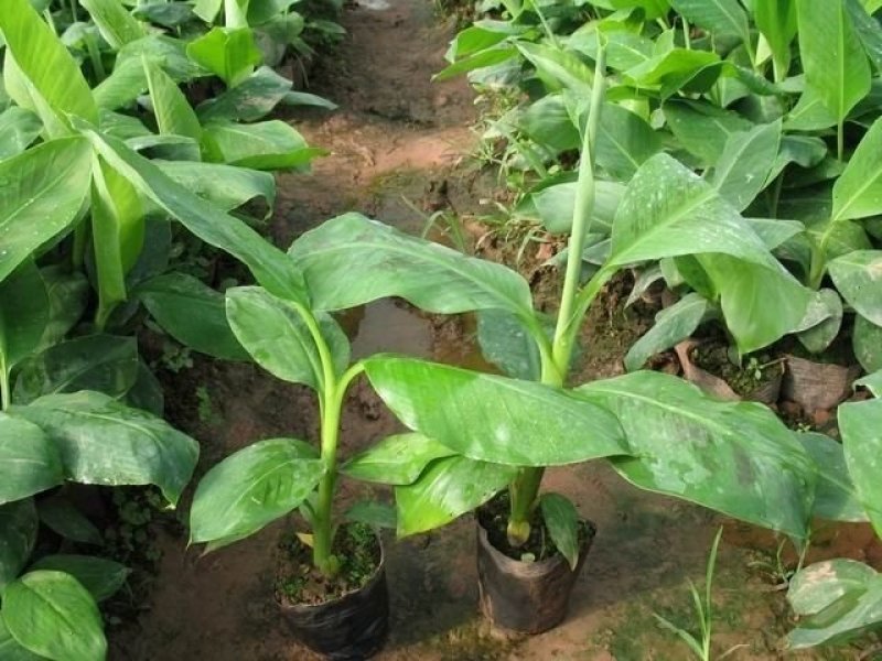 红香蕉树苗包邮粉蕉皇帝蕉红香蕉威廉斯B6矮化蕉芭