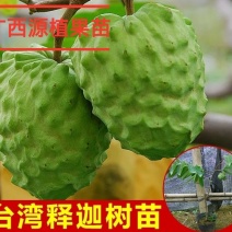 释迦果苗番荔枝苗凤梨释迦果树苗嫁接正品苗释迦苗大果实