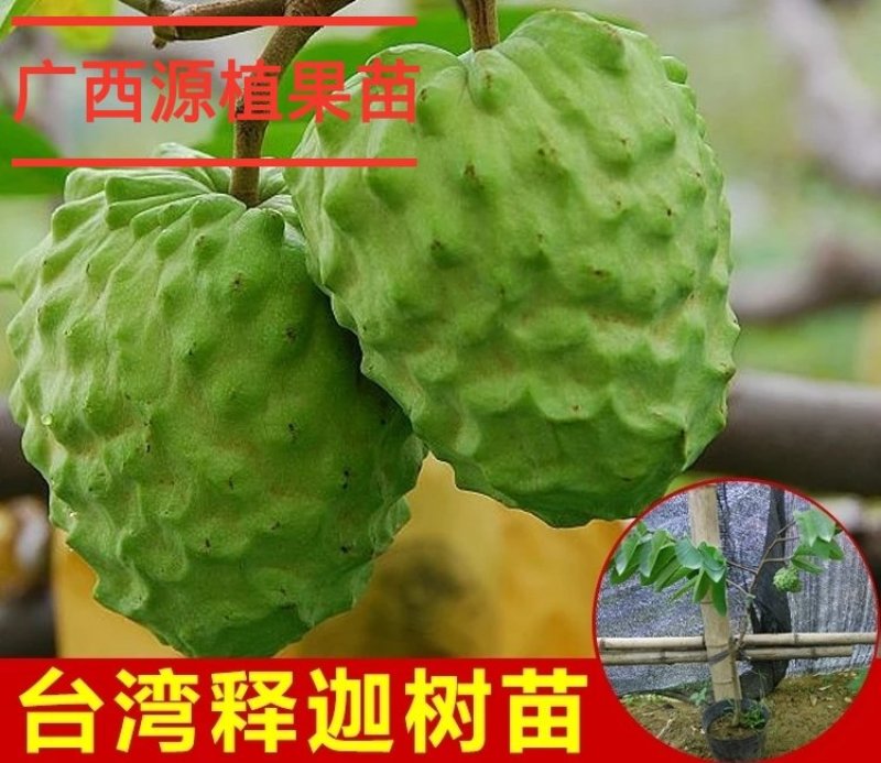 释迦果苗番荔枝苗凤梨释迦果树苗嫁接正品苗释迦苗大果实