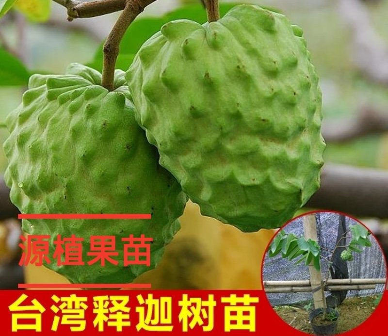 释迦果苗番荔枝苗凤梨释迦果树苗嫁接正品苗释迦苗大果实