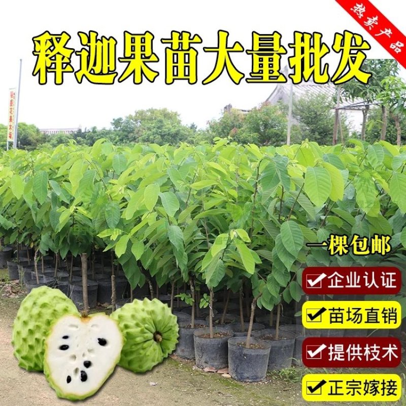 释迦果苗番荔枝苗凤梨释迦果树苗嫁接正品苗释迦苗大果实