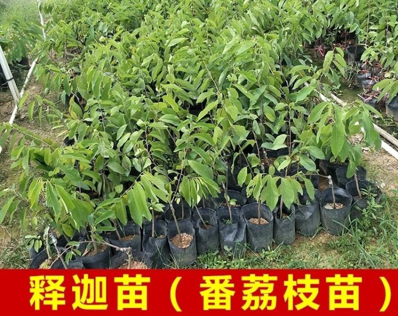 释迦果苗番荔枝苗凤梨释迦果树苗嫁接正品苗释迦苗大果实