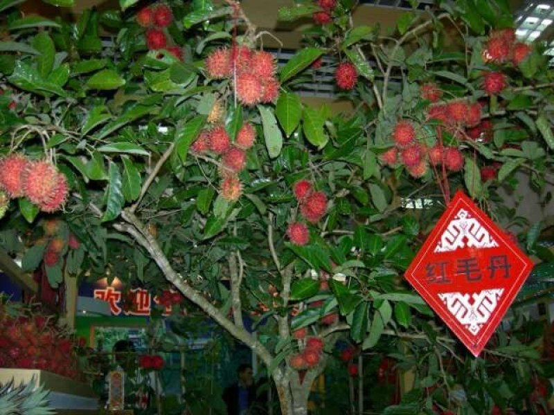 红毛丹树苗盆栽地栽嫁接改良毛荔枝水果树苗当年结果红毛丹苗