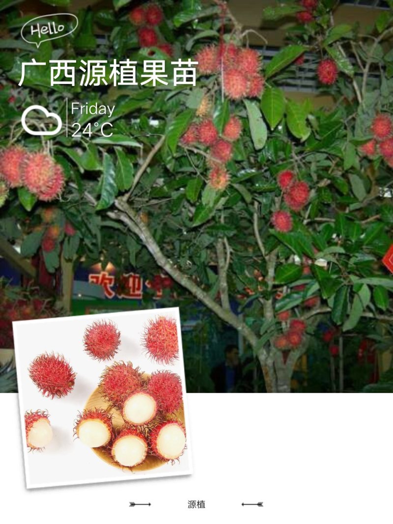 红毛丹树苗盆栽地栽嫁接改良毛荔枝水果树苗当年结果红毛丹苗