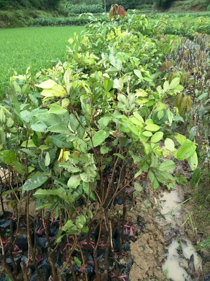 红毛丹树苗盆栽地栽嫁接改良毛荔枝水果树苗当年结果红毛丹苗