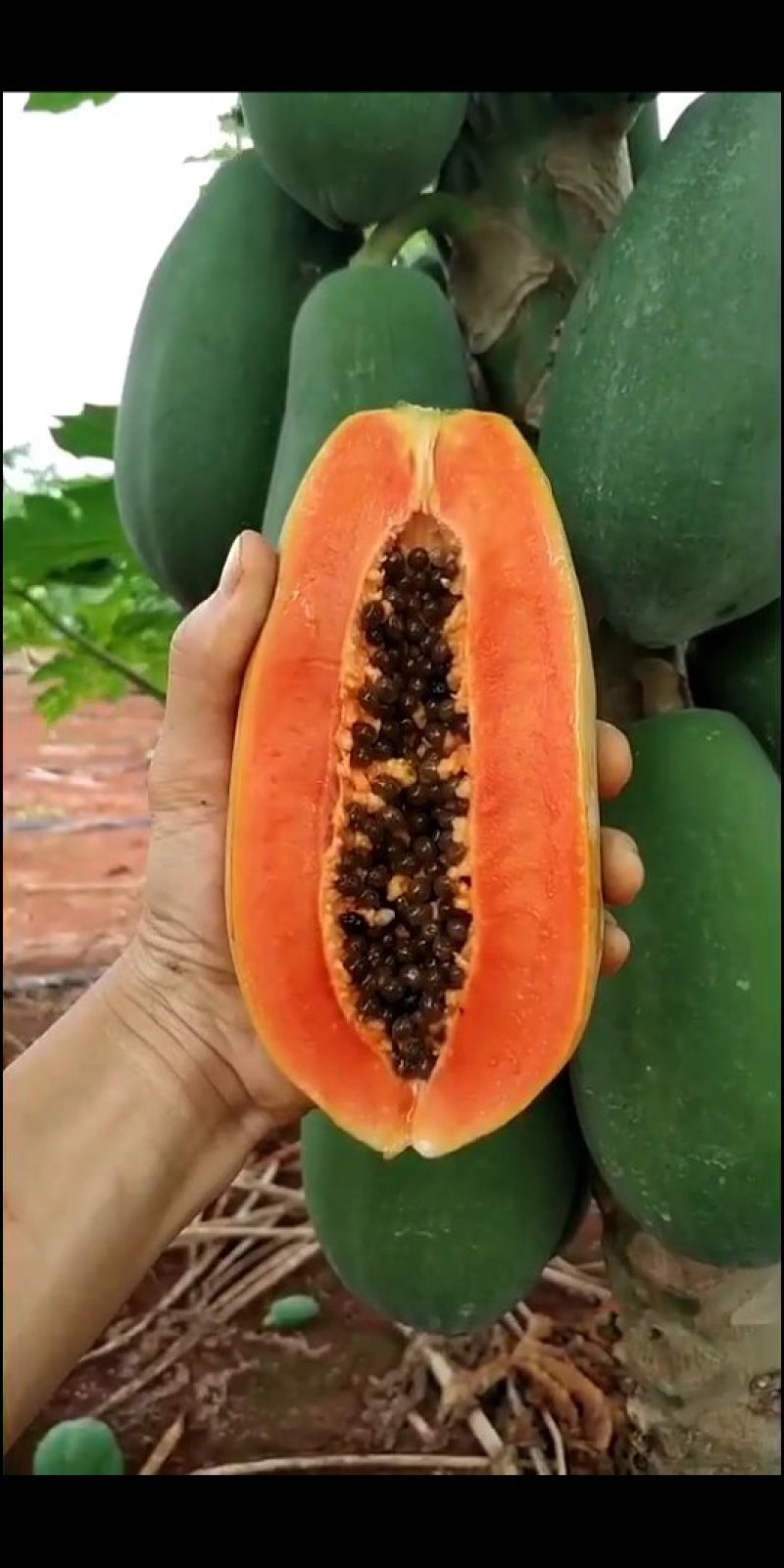 台湾番木瓜树苗南方木瓜苗红肉木瓜苗热销大青夏威夷水果
