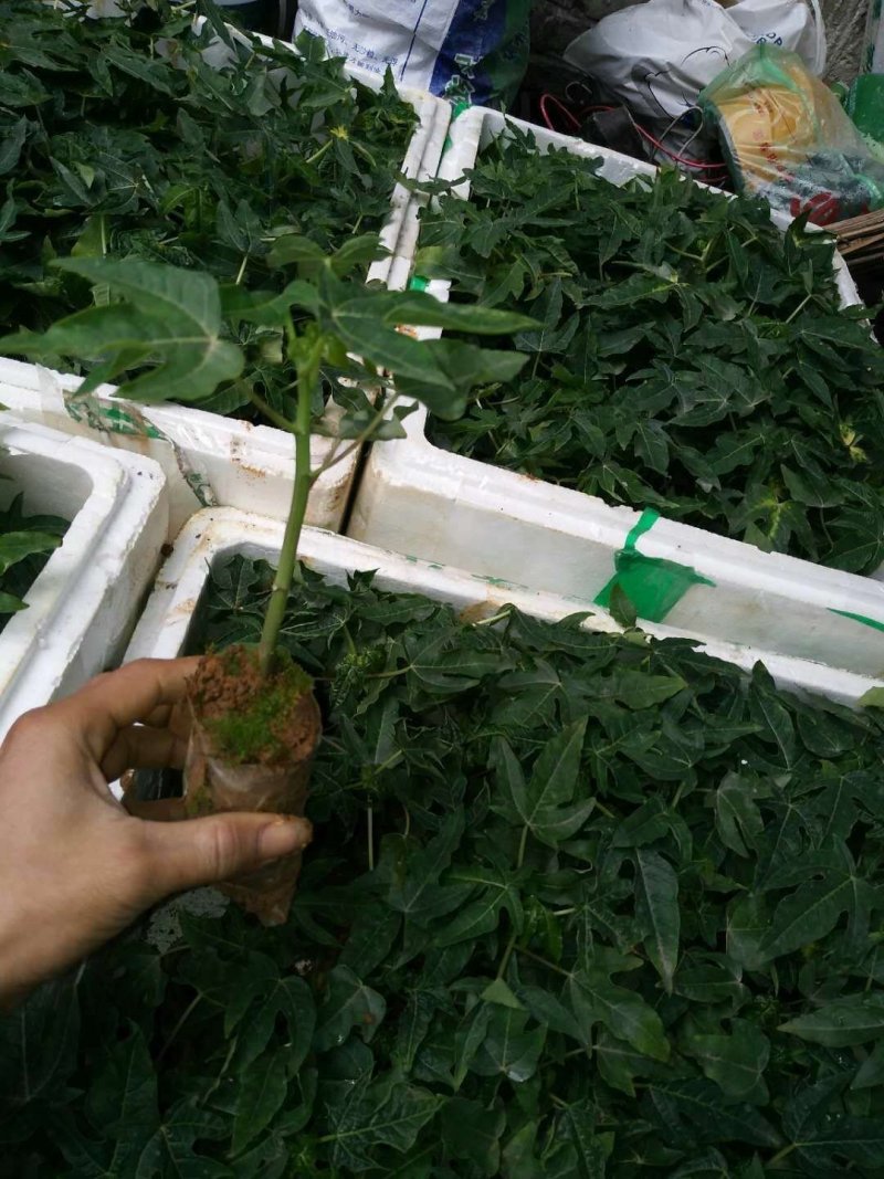 台湾番木瓜树苗南方木瓜苗红肉木瓜苗热销大青夏威夷水果