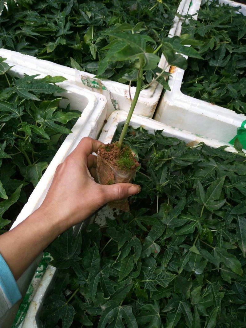 台湾番木瓜树苗南方木瓜苗红肉木瓜苗热销大青夏威夷水果