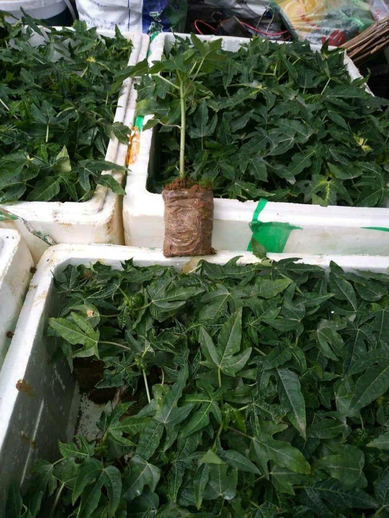 台湾番木瓜树苗南方木瓜苗红肉木瓜苗热销大青夏威夷水果