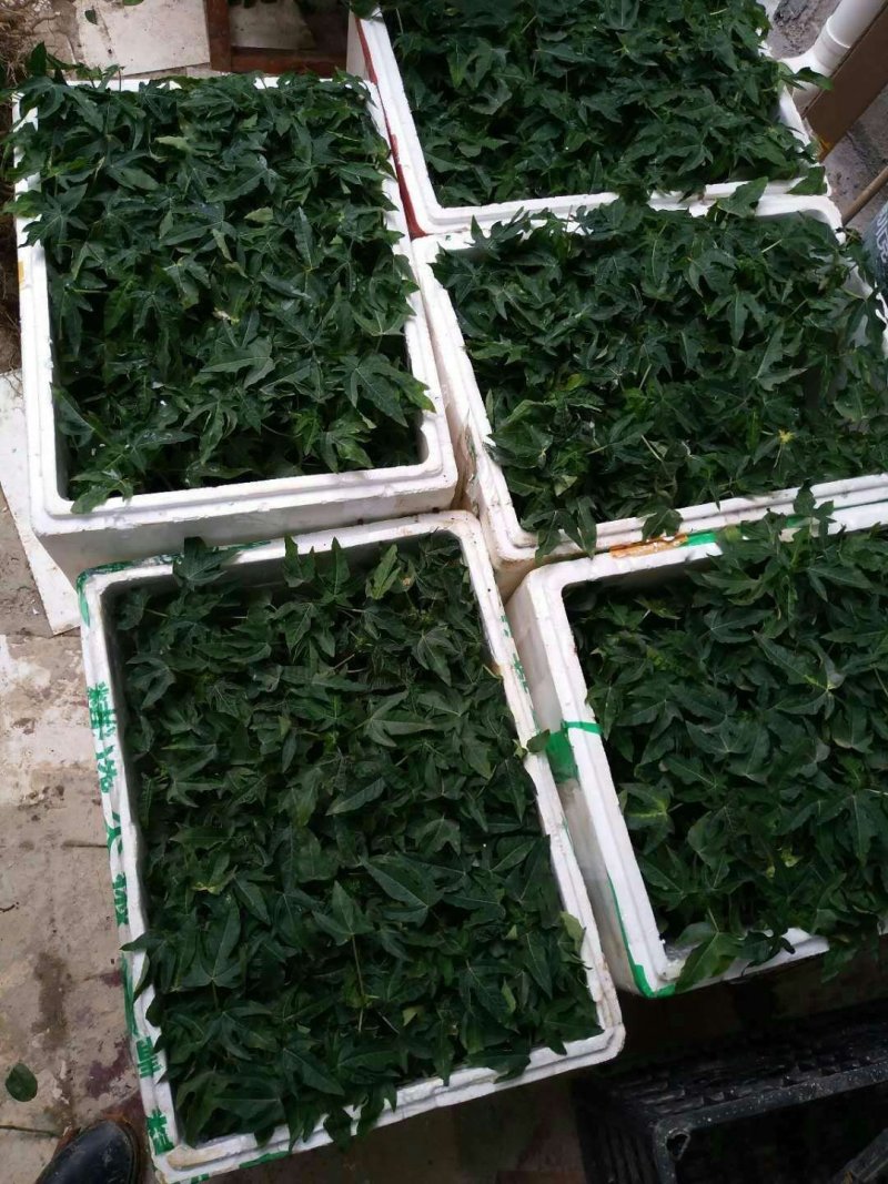 台湾番木瓜树苗南方木瓜苗红肉木瓜苗热销大青夏威夷水果