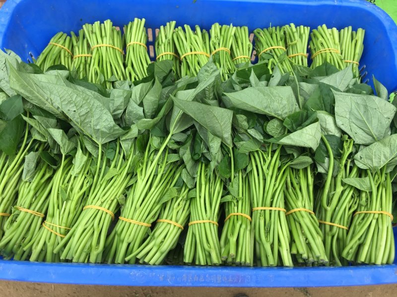 红薯叶红薯尖地瓜叶番薯叶（富硒零农残）
