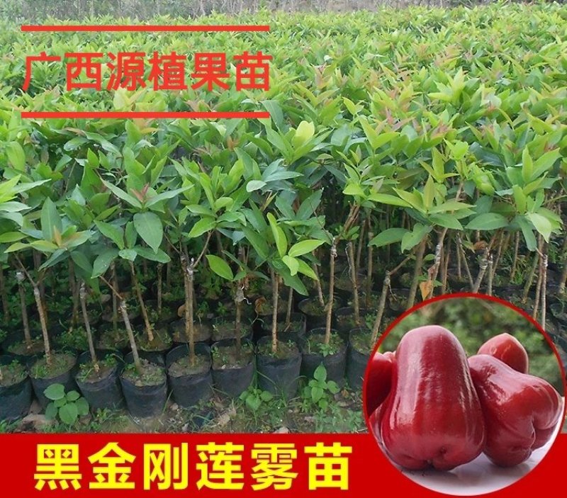 台湾黑金刚莲雾苗嫁接苗大叶红莲雾树苗飞弹莲雾嫁接苗
