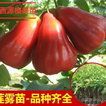 台湾黑金刚莲雾苗嫁接苗大叶红莲雾树苗飞弹莲雾嫁接苗
